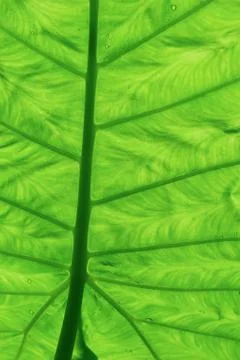 Abstract green leaf texture for background Stock Photos