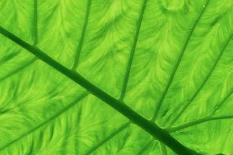 Abstract green leaf texture for background 스톡 사진
