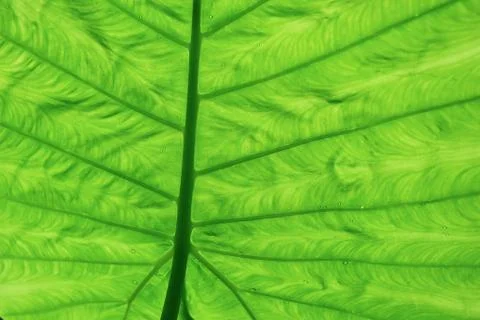Abstract green leaf texture for background Stock Photos