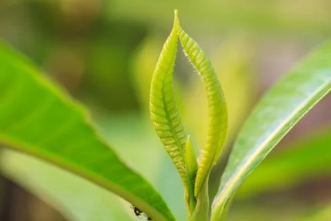 Abstract green leaf texture for background Stock Photos