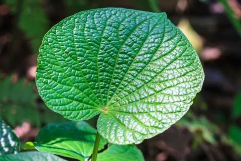 Abstract green leaf texture for background Stock Photos