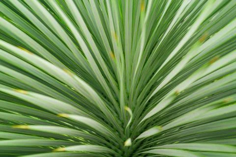 Abstract Green Leaf Texture Background, Macro Green Leaf Foto stock