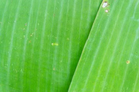 Abstract green leaf texture for background., nature concept. Stock Photos