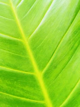 Abstract green leaf texture for background Stock Photos