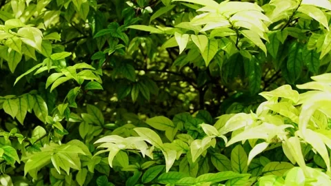 Abstract green leaf texture, nature background, tropical leaf Stock Footage 169246002