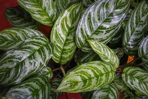 Abstract green leaf texture, nature background, tropical leaf, water Stock-Fotos