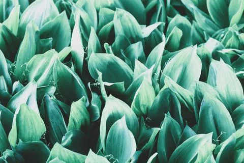 Abstract Green Leaf Texture Stock Photos