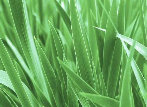 Abstract Green Leaf Texture Foto stock