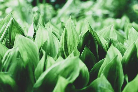 Abstract Green Leaf Texture 스톡 사진
