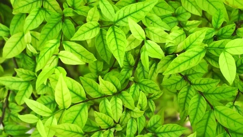 Abstract green leaf texture, tropical leaf, Stock Footage 169244664