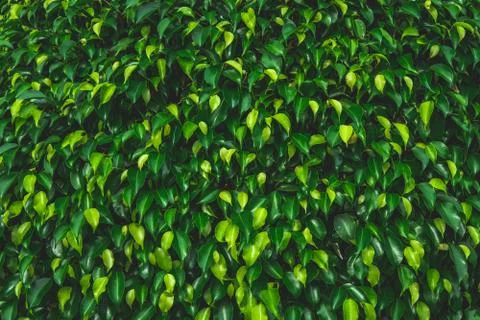 Abstract green leaf texture,tropical leaf, dark green foliage in rain forest, Stock Photos