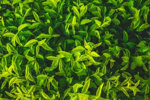 Abstract green leaf texture,tropical leaf, dark green foliage in rain forest, Stock Photos
