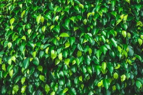 Abstract green leaf texture,tropical leaf, dark green foliage in rain forest, Stock Photos