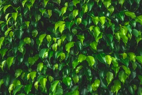 Abstract green leaf texture,tropical leaf, dark green foliage in rain forest, Stock Photos