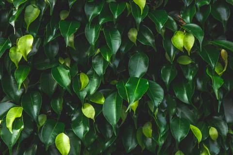 Abstract green leaf texture,tropical leaf, dark green foliage in rain forest, Stock Photos
