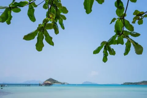 Abstract green leaf tree on the beach and sea Stock Photos