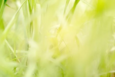 Abstract Green leaves  pattern background. Foto stock