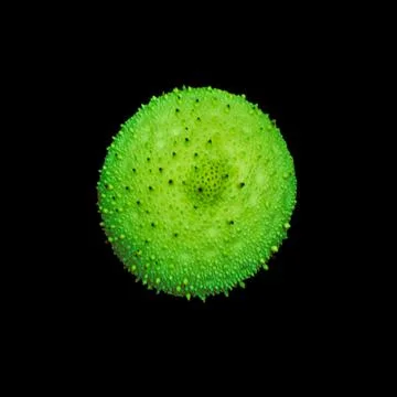 Abstract green macro texture of puffball mushroom (LYCOPERDON PERLATUM) isolated Stock Photos