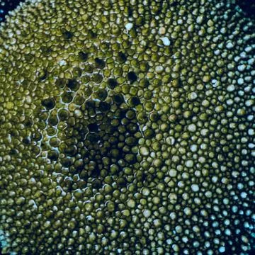 Abstract green macro texture of puffball mushroom – digitally enhanced – Stock Photos