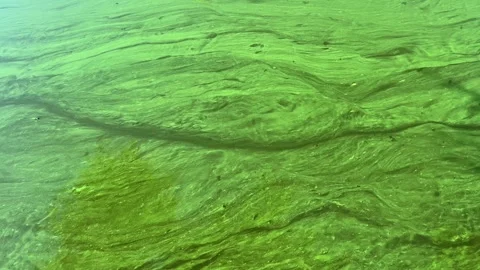 Abstract green natural background made by algae bloom on water surface. Top view Stock Footage 251906371