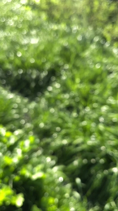 Abstract green nature background with soft bokeh light and out of focus grass Видео 325064554