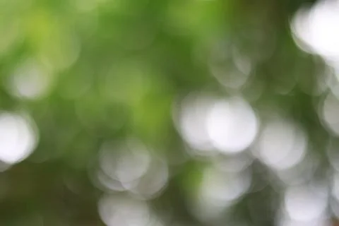 Abstract green nature background with soft sunlight bokeh and blurred fores.. Stock Photos