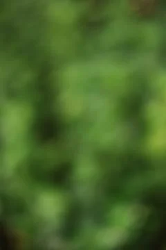 Abstract green nature background with soft bokeh and natural light Stock Photos