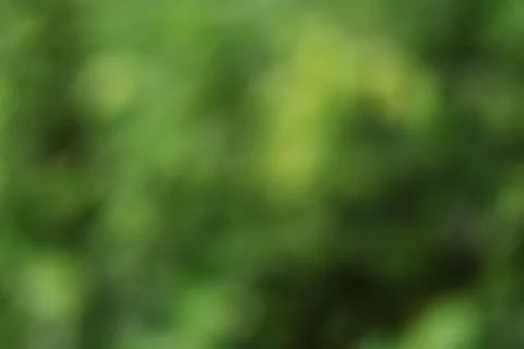 Abstract green nature background with soft bokeh and copy space Stock Photos