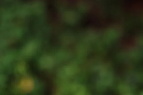 Abstract green nature background with soft bokeh and natural light Stock Photos