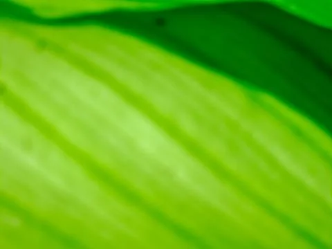 Abstract green organic pattern shows nature's form with contrasting shades .. Foto stock