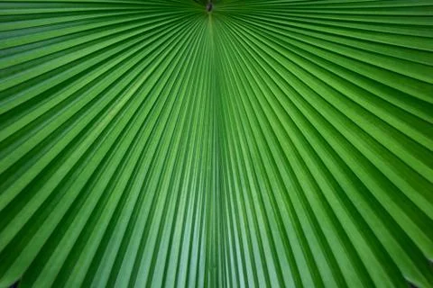 Abstract of green palm leaf for background Stock Photos