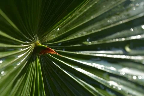 Abstract green palm leaf background with radial lines Stock-Fotos