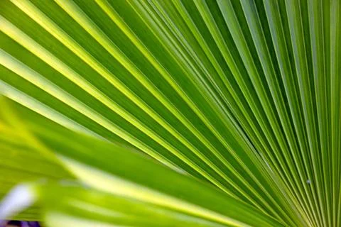 Abstract green palm leaf texture in tropical light 스톡 사진
