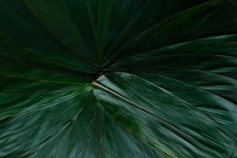Abstract green palm leaf texture Stock Photos