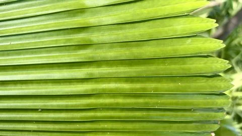 Abstract Green Palm Leaf Texture Background Stock Photos