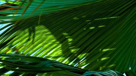 Abstract Green Palm Leaf Texture 写真素材