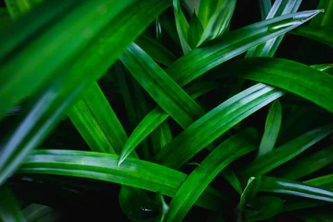 Abstract green pandan leaf texture Stock Photos