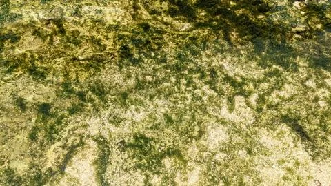 Abstract green pattern of algae on a rock Stock Photos