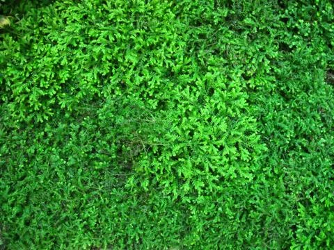 Abstract in green Stock Photos