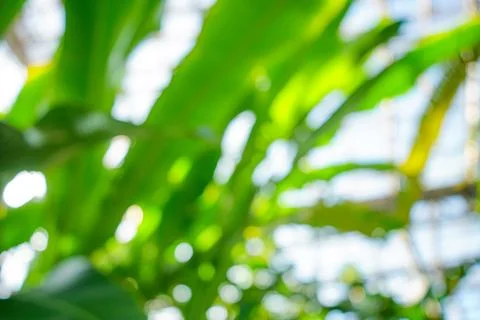 Abstract Green Scene Stock Photos