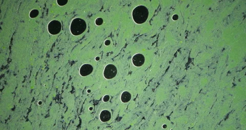 Abstract green textured background with circular patterns and varying sizes of Stock Footage 319791156