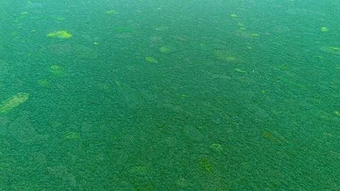 Abstract Green Textured Background Stock Photos
