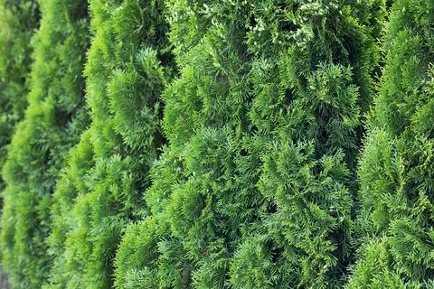 Abstract green thuja background Stock Photos