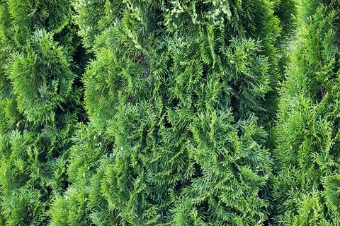Abstract green thuja background Stock Photos