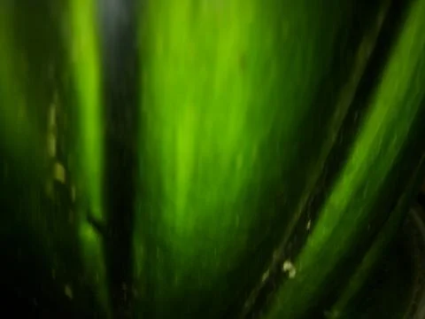 Abstract green wallpaper with different elements and particles Stock Photos