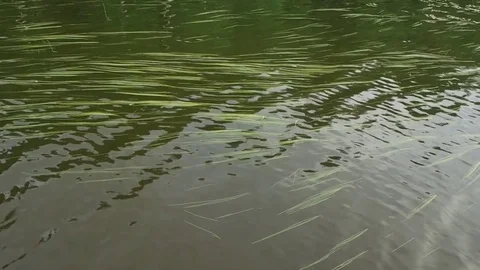 Abstract green water background Stock-Footage 83095310