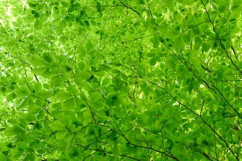 Abstract greenery background Stock Photos