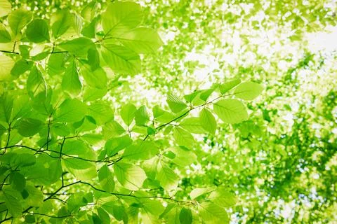Abstract greenery background Stock Photos