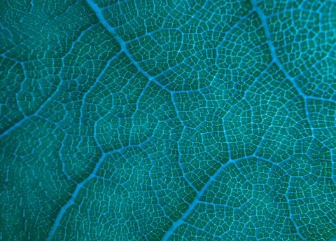 Abstract greenish leaf texture for background. Texture background of backli.. Foto stock