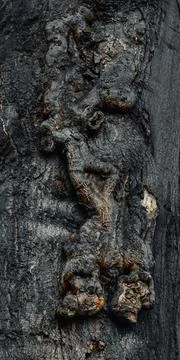 Abstract grey tree bark close-up with textured pattern Stock Photos